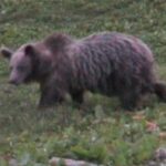 Trentino, due cani sventano l’attacco di un orso in Trentino