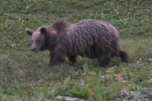 Scopri di più sull'articolo Trentino, due cani sventano l’attacco di un orso in Trentino