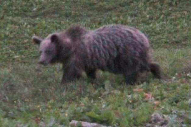 Al momento stai visualizzando Trentino, due cani sventano l’attacco di un orso in Trentino